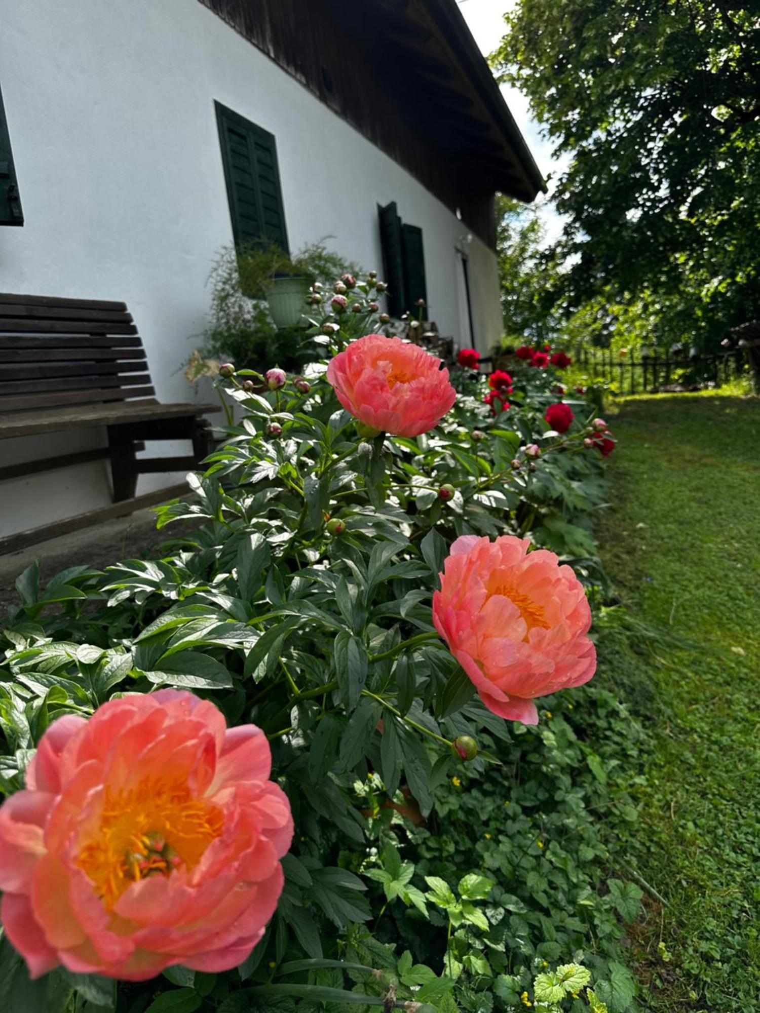 Estate Ana Guest House Ptuj Bagian luar foto